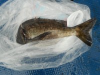 
<p>堺市の山下様　旧一文字のカーブで　チヌ３８センチ　フカセ釣り　餌オキアミ</p>
