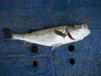 
<p>沖一文字では良型のスズキ、中波止ではチヌが釣れています。</p>
<p>東大阪市の中村様、沖の北で、77ｃｍのスズキ</p>
<p>ウキ釣り　餌シラサエビ</p>
