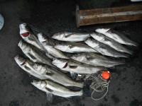 
<p>エビ撒き釣りでハネ・チヌ好釣！！</p>
<p>本日の泉州ハネ釣り研究会の皆様の釣果です！</p>
<p>その他リリース多数　ウキ釣り　餌シラサエビ</p>
<p> </p>
