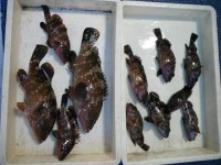 
<p>泉佐野市の岡田様の引き続きの釣果です。</p>
<p>アコウが23cmが3匹・34cmと38cm、ガシラが6匹</p>
<p> </p>
