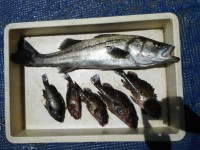 
<p>沖一文字ではガシラ等の根魚も好釣です</p>
<p>岸和田市の田中様、沖の白灯で、60ｃｍのスズキ、良型のガシラ</p>
<p>ウキ釣り　餌シラサエビ</p>
