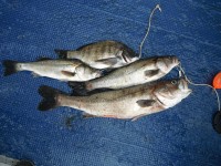 
<p>奈良市の川原様、沖の北で、72ｃｍのスズキをはじめ3匹とチヌ</p>
<p>ウキ釣り　餌シラサエビ</p>
