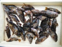 
<p>東大阪市の安田様、沖の北で、ガシラ・アイナメが28匹</p>
<p>ズボ釣り</p>
