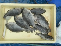 
<p>チヌの紀州釣りでは、7匹の釣果がありました。</p>
<p>沖ではサンバソウ・グレが釣れています。</p>
<p>堺市の小原様、沖の北で、29cmまでのグレ 8匹</p>

