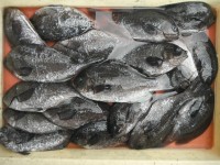 
<p>尼崎市の阪上様、スリットで、25cmまでのグレ 18匹</p>
<p>イシゴカイ</p>
<p>本日の午前中は、タチウオ・ツバス・サゴシが釣れていました。</p>
