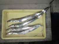 
<p>堺市の岡田様、沖の北で、タチウオ 4匹</p>
<p>キビナゴ</p>
<p>17時から18時までの釣果です</p>
