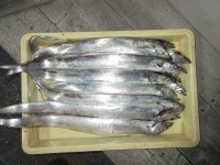 
<p>タチウオ引き続き好釣です！！</p>
<p>摂津市の阪口様、沖の北で、75～80cmのタチウオ 13匹</p>
<p>キビナゴ</p>
