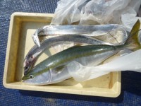 
<p>東住吉区の中山様　沖の北で　タチウオと</p>
<p>６８センチのメジロ</p>
<p>アジの飲ませ釣りでの釣果です</p>
