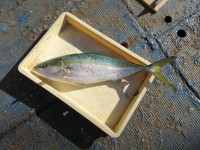 
<p>堺市の三宅様　沖の北で</p>
<p>メジロ７３センチをゲット！</p>
<p>アジの飲ませ釣り</p>
