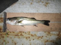 
<p>長野県の沖中様、旧一文字の白灯で５０cmのハネGETされました！</p>
<p>エビ撒き釣りでの釣果です。</p>

