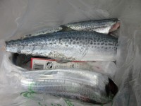 
<p>堺市の橋本様　沖の北で約６０センチまでのサゴシ２匹と</p>
<p>良型の太刀魚を２匹</p>
<p>バイブレイションなどの　ルアーでの釣果です</p>
