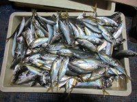 
<p>岸和田市の礒田様、沖一文字白灯（南）で</p>
<p>サビキ釣りでアジ３００匹ほど釣られました！</p>
