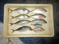 
<p>奈良県の小杉様（２人）、沖一文字北で</p>
<p>２８cmのアジ７匹GETです！！</p>
<p>釣り方・サビキ</p>
