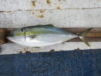 
<p>大阪市の本川様、沖の北で、82cmのメジロ</p>
<p>のませ釣り　餌アジ</p>
