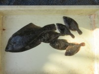 
<p>東大阪市の池永様、沖のカーブで、カレイ手の平サイズ５匹・３０cm１匹</p>
<p>投げ釣り　餌青イソメ</p>
