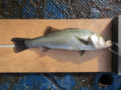 
<p>枚方市の山本様（ハネ研）旧赤灯で、ハネ41cm１匹 ウキ釣り　餌シラサエビ</p>
