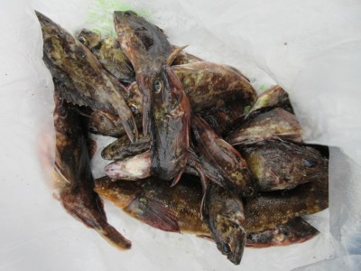 
<p>富田林市の渡辺様、沖の一文字で、ガシラ１５匹・アブラメ１匹</p>
<p>ズボ釣り　餌シラサエビ</p>
