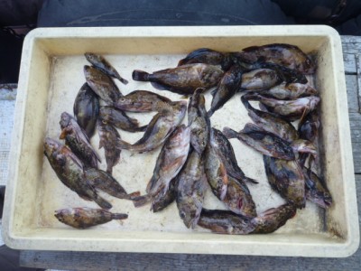 
<p>富田林市の渡辺様、沖の一文字で、ガシラ　20cmまで３２匹</p>
<p>ズボ釣り　餌シラサエビ</p>
