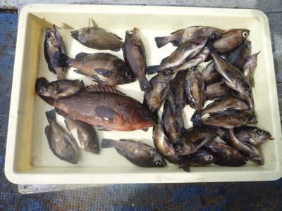 
<p>奈良市の川原様、旧一文字白灯で</p>
<p>３１．５㎝のアコウ・２０．５㎝までのメバル３０匹</p>
<p>釣り方・ウキ釣り、餌シラサエビ</p>
