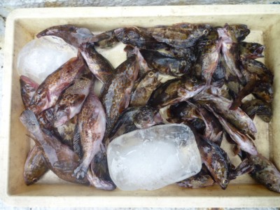 
<p>岸和田市の稲村様、沖の一文字で、ガシラ　３０匹・アコウ　１０匹</p>
<p>ズボ釣り　餌シラサエビ</p>
