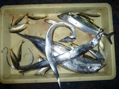 
<p>和泉市の西河様、沖の一文字北で、タチウオ　指３本サイズまで４匹・サゴシ　１匹</p>
<p>タチウオ（ウキ釣り・きびなご）サゴシ（飲ませ釣り・アジ）</p>

