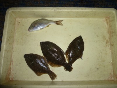 
<p>岸和田市の柿谷様、沖の一文字北で、カレイ　２２cmまで３匹</p>
<p>投げ釣り　餌青イソメ</p>
