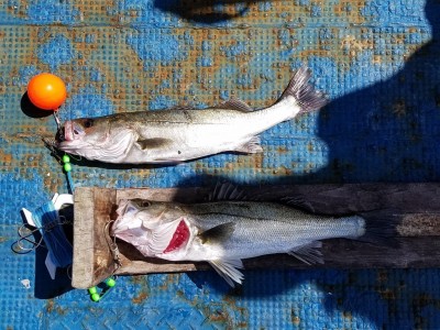 
<p>堺市のMuu様、沖の一文字北で、ハネ　４６cmまで２匹</p>
<p>ウキ釣り　餌シラサエビ</p>
