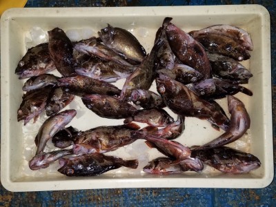 
<p>大阪市の池田様、沖の一文字北で、ガシラ・アコウ・メバル　アブラメ　４０匹前後</p>
<p>ウキ釣り　餌シラサエビ</p>
