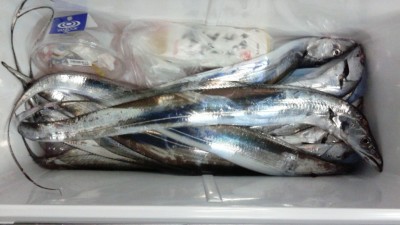 
<p>東大阪市の平本様、沖の一文字北で、太刀魚　指３本半まで７匹</p>
<p>引きずり　餌ドジョウ</p>
