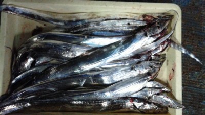 
<p>大阪市の奥村様、沖の一文字北で、太刀魚　指３本半まで１３匹</p>
<p>引きずり　餌サンマ</p>

