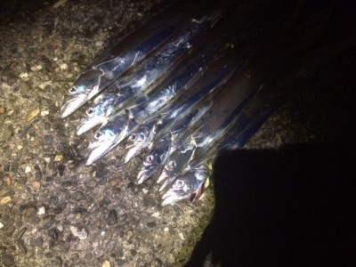 
<p>堺市の岡田様、旧の一文字赤灯で、太刀魚　指３本半まで７匹</p>
<p>引きずり　餌サンマ・ドジョウ</p>
