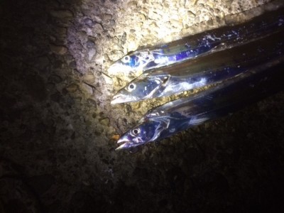 
<p>堺市の岡田様、旧の一文字３番で、太刀魚　指３本まで３匹</p>
<p>引きずり　餌ドジョウ・サンマ</p>
