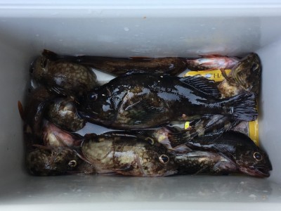 
<p>久保様　沖の北　エビ撒き釣り　メバル・ガシラ多数</p>
<p>良型のメバルとガシラ多数釣れております。根魚は相変わらず好調ですよ♪　釣果写真へのご協力、ありがとうございます。</p>

