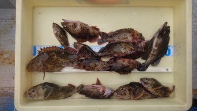 
<p>松本様　沖の北　ライトワインド　ガシラ・メバル多数ＧＥＴ！</p>
<p>エサ釣りの方が多い中、ルアーでこの釣果は凄いと思いますよ(^^♪おめでとうございます！！</p>
