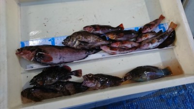 
<p>津田様　沖の北　エビ撒き釣り　良型アイナメ筆頭に根魚多数GET！</p>
<p>根魚の活性は良いようです。いつも釣果情報ありがとうございます!(^^)!</p>
