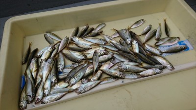 
<p>スタッフ児玉　沖の北・内向き　サビキ釣りで豆アジ　昼から1時間ほどで　サビキは豆アジ用を使ってくださいね。近くの方がタナ底付近で20ｃｍくらいのアジを釣っていましたよ。</p>
