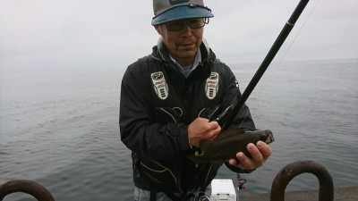 
<p>沖の北　エビ撒き釣り　良型メバル大漁！　メバル・ガシラが1投1匹ペースで釣れていましたよ。</p>
