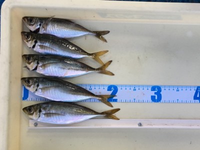 
<p>津田様　沖の北　サビキ釣り　中アジ20cm強5匹</p>
<p>時合は17時頃にあり短かったとの事ですが、狙った獲物を確実にGETされております。いつも釣果情報提供にご協力頂き、ありがとうございます。</p>
