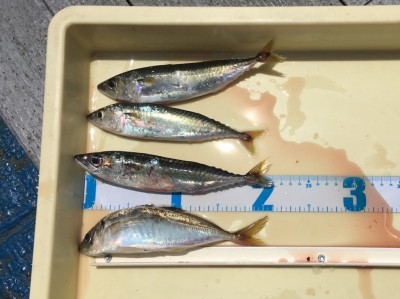 
<p>新名様　沖の北　サビキ釣り　中アジ・中サバ</p>
<p>サビキ釣りでは安定した釣果が出ています。釣果写真へのご協力、ありがとうございます。</p>
