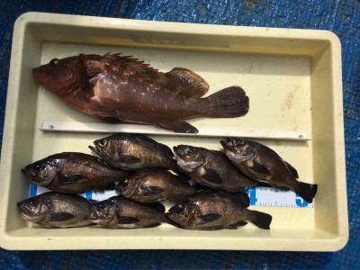 
<p>梨田様　沖の北　エビ撒き釣り　アコウ40.2cm!!!・メバル20cm前後8匹</p>
<p>今日も良型のアコウが釣れました!　メバルも数釣りできますので、美味しい魚を狙ってみては如何でしょうか。釣果写真へのご協力、ありがとうございます。</p>
