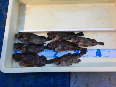 
<p>大迫様、木村様　沖の南　サグリ釣り　ガシラ20cmまでを7匹</p>
<p>依然好調の根魚の釣果です。リリースサイズもキャッチされたとの事です。釣果写真へのご協力、ありがとぅございます。</p>
