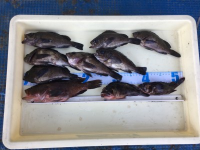 
<p>沖の北　エビ撒き釣り　アコウ26cm・メバル7匹・ガシラ2匹</p>
<p>根魚シリーズ三目GETされております。釣果写真へのご協力、ありがとうございます。</p>
