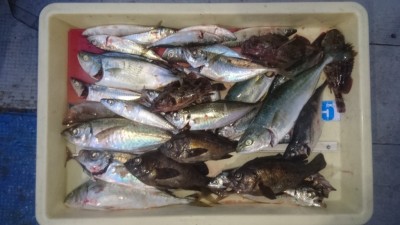 
<p>堀田様　沖の北　サビキ/エビ撒き　魚種多数の大漁！</p>
<p>良型アジ含め、サバ・アイナメ・ガシラ・メバル・ツバスと、、これでもかと言うくらい釣られていました！最高の晩御飯ですね！おめでとうございます!(^^)!</p>
