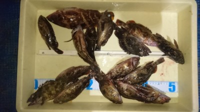 
<p>水都波闘会様　沖の南　サグリ釣り　ガシラ/アコウ大漁ＧＥＴ！</p>
<p>小さいサイズは50匹程リリースされたそうです(^^♪美味しい根魚おめでとうございます！</p>
