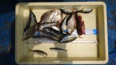 
<p>氏川様　沖の北　サビキ釣り　海タナゴ/サバ/ガシラ/小アジ/イワシ</p>
<p>見事五目釣り達成ですね(^^♪暑い中ですが魚達は元気です！おめでとうございます！</p>
