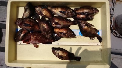 
<p>福山様　沖の北　エビ撒き釣り　メバル/アコウＧＥＴ</p>
<p>根魚は好調のようです(^^♪おめでとうございます。</p>
