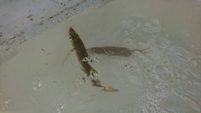 
<p>朝のリアルタイム！ 飛ばしサビキ釣りで小アジが釣れていました。近くで小サバも確認できました。</p>
