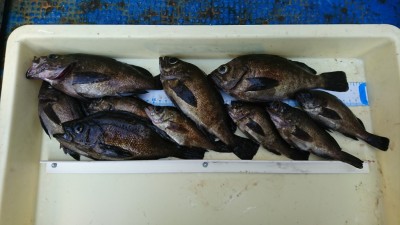 
<p>福山様 沖の北 エビ撒き釣り 良型メバル大漁！体高のあるおいしそうなメバルが沢山♪1時間ほどで釣られたそうです。</p>
