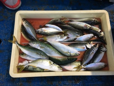 
<p>津田様　沖の北　サビキ釣り　良型アジ/ツバス大漁♪</p>
<p>本日も良型アジの回遊ありましたよ(^^♪本日の竿頭ですね！おめでとうございます</p>
