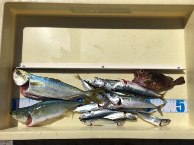 
<p>豊田様　沖の北　ジグサビキ　ツバス2匹・サバ・ガシラ</p>
<p>様々な魚種がジグや擬似針にHitしており、お手軽なタックルで狙えますよ♪　釣果写真へのご協力、ありがとうございます。</p>

